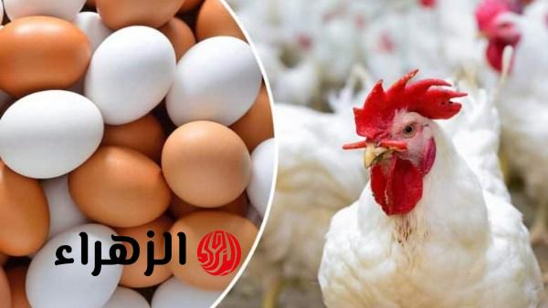 أسعار الدواجن تشهد هبوطًا قويًا في الأسواق اليوم مع تزايد الإقبال الكبير من المستهلكين