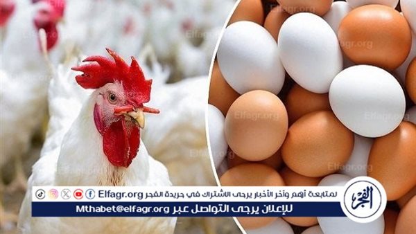 أسعار الدواجن والبيض في أسوان اليوم 20 يناير 2026 استقرار ملحوظ وحركة بيع معتدلة تجعل السوق في حالة توازن