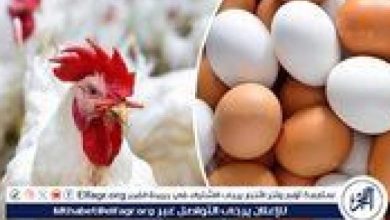 أسعار الدواجن والبيض في أسوان اليوم الجمعة 23 يناير 2026 وتغيراتها المؤثرة على الأسواق المحلية