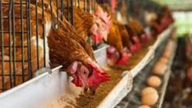 أسعار الفراخ البيضا والساسو والبلدي وكرتونة البيض في مطروح اليوم تحديث حصري بأسواق المحافظة