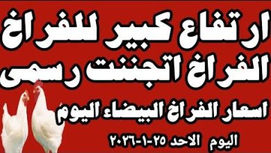 أسعار الفراخ البيضاء والساسو والبلدي وكرتونة البيض في مطروح اليوم وتحليل أفضل العروض والقيمة السوقية