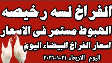 أسعار الفراخ البيضاء وكرتونة البيض في مطروح اليوم تحديثات السوق المحلية الأخيرة بتفاصيل مميزة
