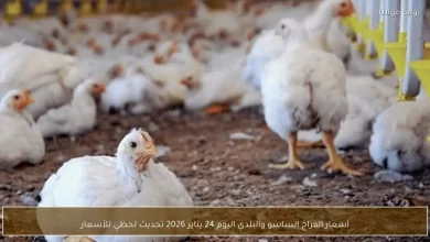 أسعار الفراخ الساسو والبلدي اليوم في مصر تحديث لحظي يعكس تغيرات السوق بشكل مباشر