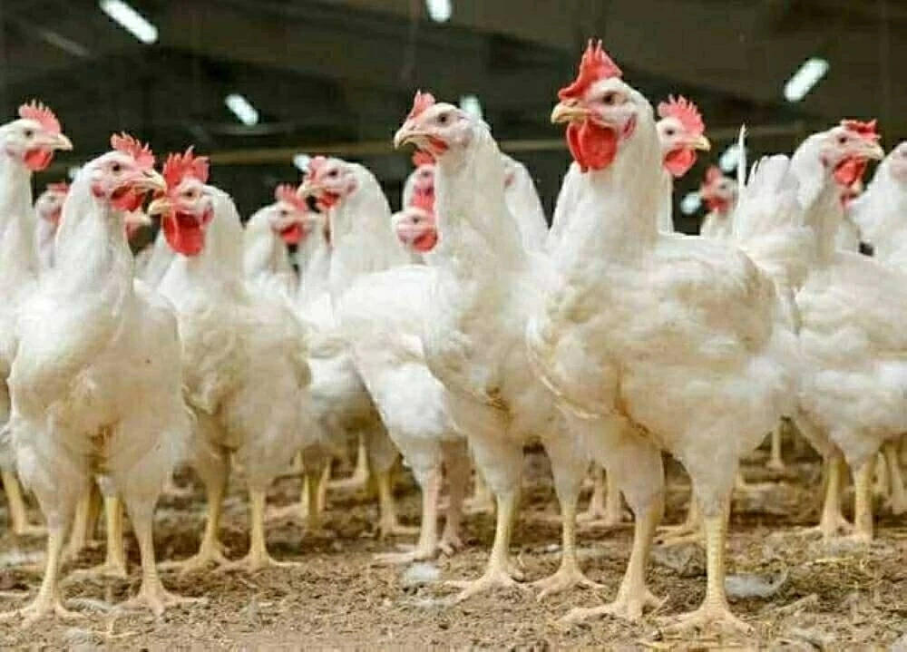 أسعار الفراخ في أسواق مطروح اليوم الأحد وأبرز التغيرات التي يشهدها السوق