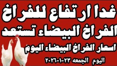 أسعار كرتونة البيض اليوم الجمعة 23 يناير 2026 البلدي بـ130 جنيهاً وأسعار المزارع في تطور مستمر