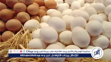 أسعار كرتونة البيض في بورصة الدواجن وأسواق المنيا اليوم الأحد 25 يناير 2026 تتصدر المشهد وتلفت الأنظار