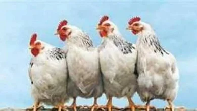 أسعار كيلو الفراخ اليوم الجمعة في بورصة الدواجن وأثرها على الأسواق المحلية