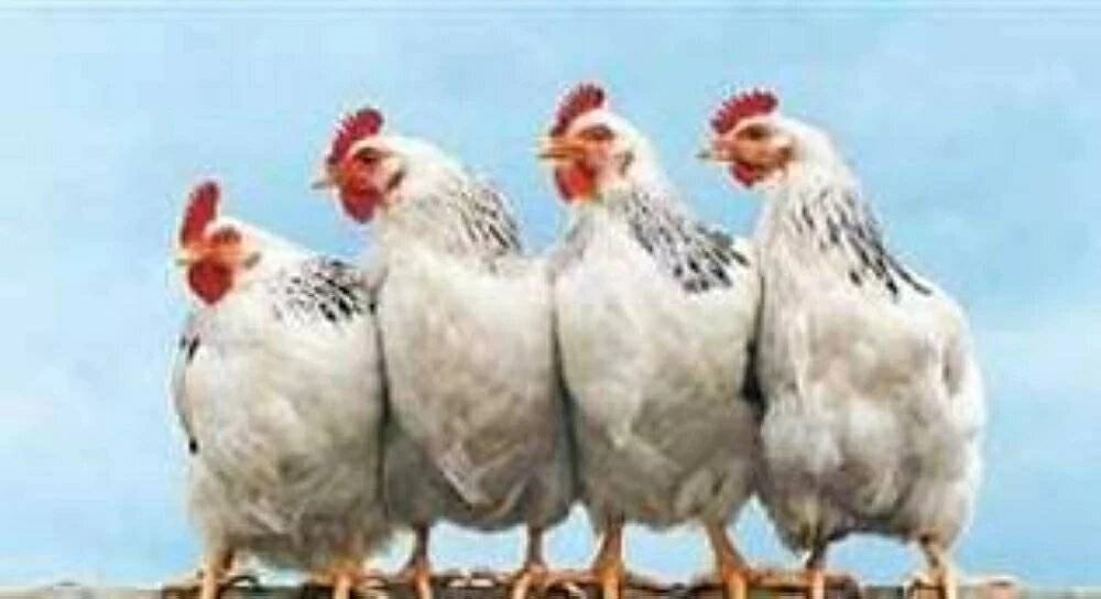 أسعار كيلو الفراخ اليوم الجمعة في بورصة الدواجن وأثرها على الأسواق المحلية