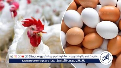 استقرار أسعار الدواجن والبيض بأسواق أسوان مع توازن العرض والطلب الخميس 22 يناير 2026