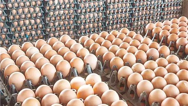 انخفاض جديد في أسعار البيض مع تحسن المعروض في الأسواق المحلية بشكل ملحوظ