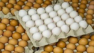 انخفاض حاد في سعر كرتونة البيض اليوم الخميس ببورصة الدواجن وتشجيع واضح للمستهلكين