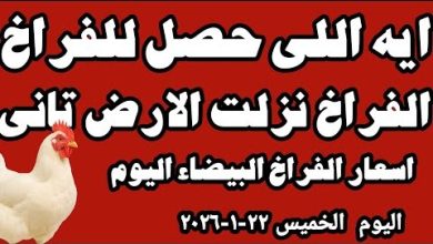 انخفاض كبير في أسعار كرتونة البيض ببورصة الدواجن اليوم الأربعاء تحليل شامل لتأثيره على السوق وآفاقه المستقبلية