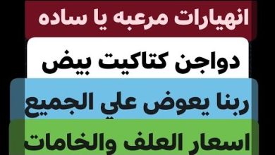 انهيار أسعار كرتونة البيض في بورصة الدواجن يثير قلق المستثمرين ويرسم مستقبل السوق