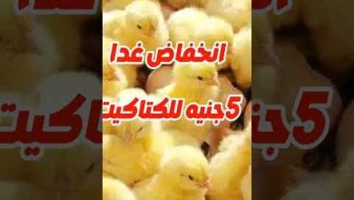 انهيار حاد في أسعار كرتونة البيض ببورصة الدواجن ورصد كامل لتقلباتها وتوقعات السوق القادمة