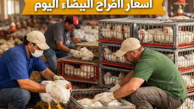 بورصة الدواجن أسعار الفراخ البيضاء والساسو وتراجع كرتونة البيض واستقرار الأسواق السبت 17 يناير 2026