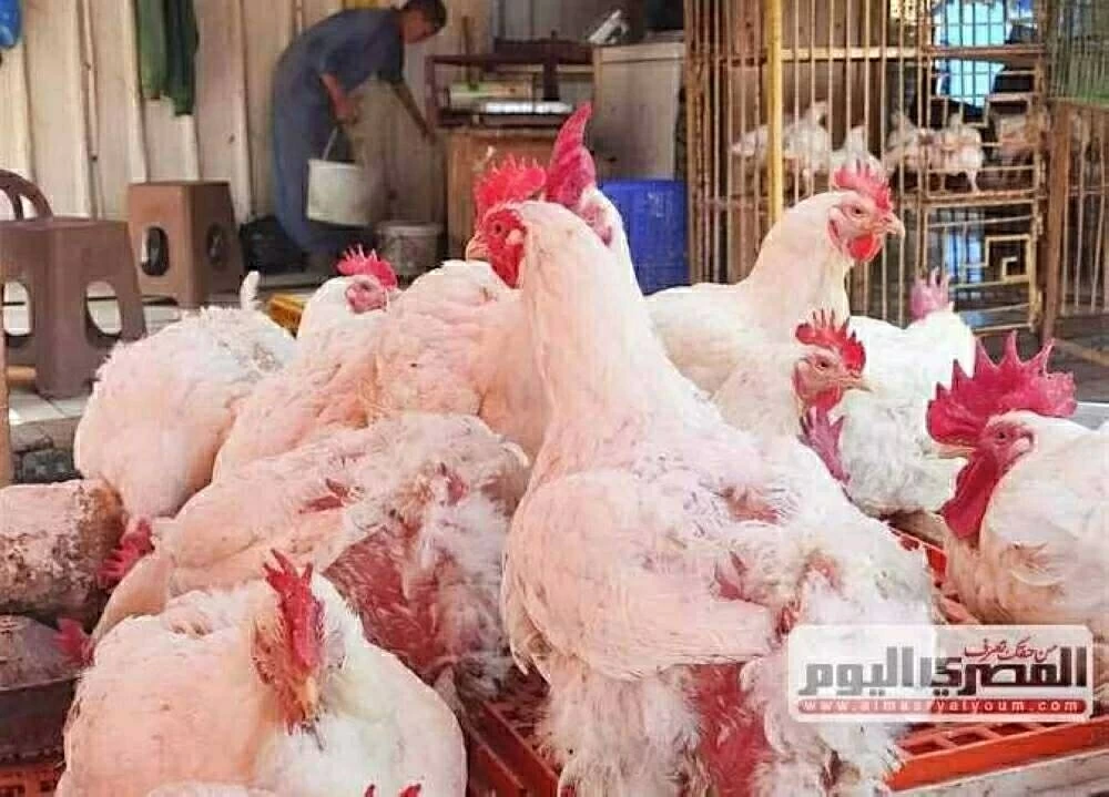 تحديث أسعار الفراخ وكرتونة البيض في أسواق الشرقية اليوم الإثنين 19-1-2026