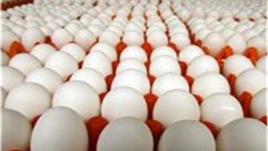 تراجع جديد في أسعار البيض خلال تعاملات الخميس 22 يناير وأسواق تشهد تقلبات متزايدة