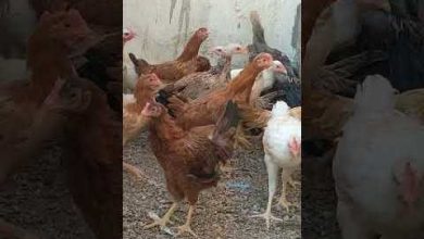 سعر كرتونة البيض الأحمر الأبيض والبلدي في الإسكندرية اليوم وتطورات السوق الجديدة