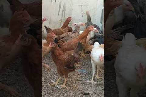 سعر كرتونة البيض الأحمر الأبيض والبلدي في الإسكندرية اليوم وتطورات السوق الجديدة