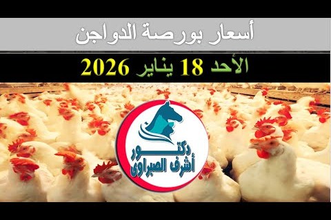 سعر كرتونة البيض اليوم 18 يناير 2026 تحليل مفصل لتقلبات الأسواق وتوقعات الأسعار المستقبلية