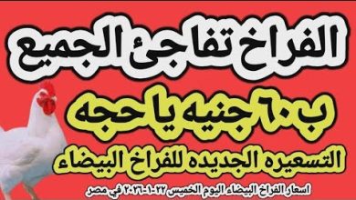 هبوط غير متوقع في أسعار كرتونة البيض ببورصة الدواجن مع تحليل لتقلبات السوق وتوقعات مستقبلية